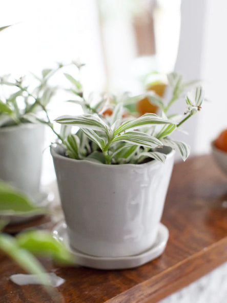 Wave Edge Planter with Saucer White Vases BRISSI 